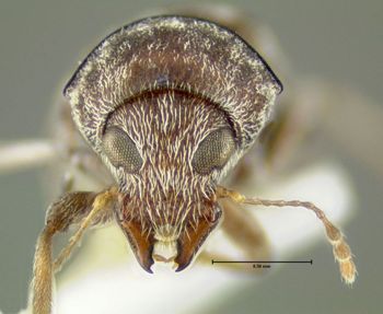 Media type: image;   Entomology 613514 Aspect: head frontal view